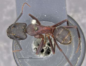 Media type: image;   Entomology 21456 Aspect: habitus dorsal view